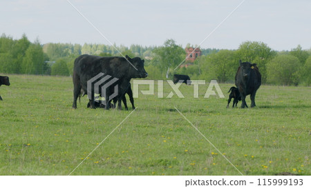 Raising Cattle. Young Black Cow On Pastures. Black Angus Calf Suckling From Mother At Free Range Farm. Cows Graze In Meadow. 115999193