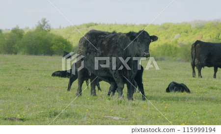 Herd Or Black Angus Cows. Black Angus Calf Suckling From Mother At Free Range Farm. Cow Feeding Her Calf In The Beautiful Countryside. 115999194