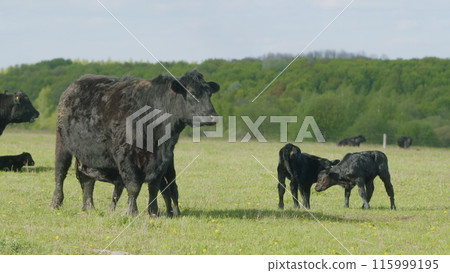 Raising Cattle. Young Black Cow On Pastures. Black Angus Calf Suckling From Mother At Free Range Farm. Cows Graze In Meadow. 115999195
