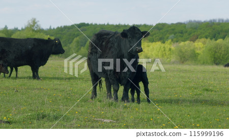 Mother Black Cow And Calf. Black Angus Cattle In Green Pasture. Cow Feeding Her Calf In The Beautiful Countryside. 115999196
