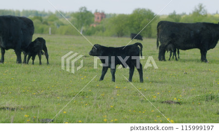 Cows On Pasture In Nature. Panoramic View Of Black Angus Cow On Green Grass. Beef Cows And Calfs Grazing On Grass. 115999197