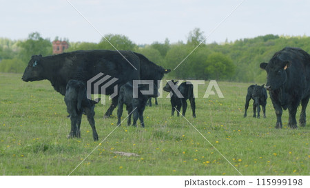 Black Cow Walking And Eating Grass On Green Meadow. Cow Black Angus Grazing On Pasture In Spring Day. Black Cow Walking And Eating Grass On Green Meadow. Cow Black Angus Grazing On Pasture In Spring Day. 115999198