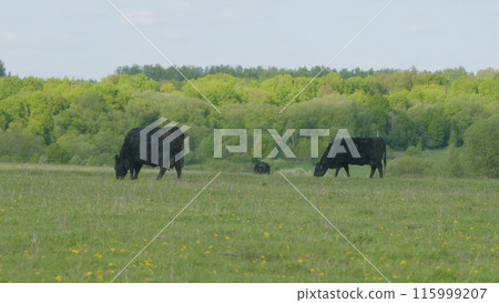 Black Angus Cow Farm Panorama. Cows Grazing On Grass In A Field. Herd Of Angus In A Green Pasture In Late Spring. 115999207
