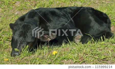 Young Black Angus Cow On Pastures. Black Angus Cows As Herd. Sunset On Countryside. Beef Cows And Calves Grazing On Grass On A Beef Cattle Farm. Young Black Angus Cow On Pastures. Black Angus Cows As Herd. Sunset On Countryside. Beef Cows And Calves Grazing On Grass On A Beef Cattle Farm. 115999214