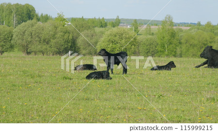 Black Angus Cattle Cows Grazing On Farmland. Cows Grazing On A Green Summer Meadow. Black Angus Cattle In Green Pasture. Black Angus Cattle Cows Grazing On Farmland. Cows Grazing On A Green Summer Meadow. Black Angus Cattle In Green Pasture. 115999215
