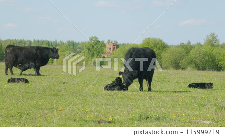 Mother Black Cow And Calf. Black Angus Cattle In Green Pasture. Cow Feeding Her Calf In The Beautiful Countryside. Mother Black Cow And Calf. Black Angus Cattle In Green Pasture. Cow Feeding Her Calf In The Beautiful Countryside. 115999219