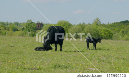 Black Angus Cows Grazing On A Green Summer Meadow. Panorama Of Grazing Cows In A Meadow With Grass. Black Angus Cows Grazing On A Green Summer Meadow. Panorama Of Grazing Cows In A Meadow With Grass. 115999220
