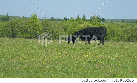 Black Angus Cattle Cows Grazing On Farmland. Cows Grazing On A Green Summer Meadow. Black Angus Cattle In Green Pasture. Black Angus Cattle Cows Grazing On Farmland. Cows Grazing On A Green Summer Meadow. Black Angus Cattle In Green Pasture. 115999260