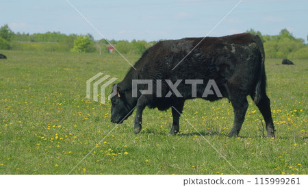 Herd Of Black Angus Cows Grazing In Meadow. Cows On A Summer Pasture. Cows On Field. Long Pasture. Herd Of Black Angus Cows Grazing In Meadow. Cows On A Summer Pasture. Cows On Field. Long Pasture. 115999261
