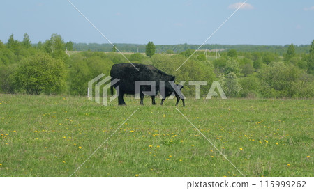 Black Angus Cow Farm Panorama. Cows Grazing On Grass In A Field. Herd Of Angus In A Green Pasture In Late Spring. Black Angus Cow Farm Panorama. Cows Grazing On Grass In A Field. Herd Of Angus In A Green Pasture In Late Spring. 115999262