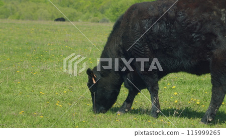 Black Angus In Summer Green Grassy Meadow. Cows On A Green Field. Peaceful And Sunny Landscape. Animal Grazing In Pasture. Black Angus In Summer Green Grassy Meadow. Cows On A Green Field. Peaceful And Sunny Landscape. Animal Grazing In Pasture. 115999265