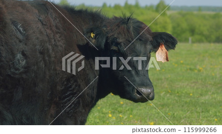 Cows Grazing In Pasture Under Big Blue Sky. Group Of Black Angus Cows Grazing In Pasture. Cows On Green Meadow. Cows Grazing In Pasture Under Big Blue Sky. Group Of Black Angus Cows Grazing In Pasture. Cows On Green Meadow. 115999266