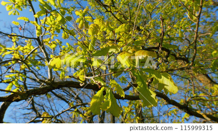 Young Green Leaves Of An Oak Tree Against Sky. Oak In Hot Summer Season. Leaves Of An Oak Tree Illuminated By Scenic Sunlight. Natural Foliage In Summer Forest. Young Green Leaves Of An Oak Tree Against Sky. Oak In Hot Summer Season. Leaves Of An Oak Tree Illuminated By Scenic Sunlight. Natural Foliage In Summer Forest. 115999315