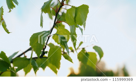 Green Small Leaves Plant On Small Stem. Young Leaves On An Tree In Early Spring. First Spring Leaves On Branches. 115999369