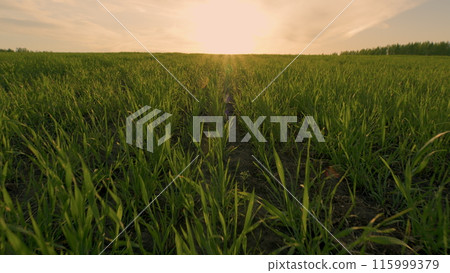 Green Wheat Sprouts On Field. Detail Young Wheat Plants. Green Young Wheat In Spring Season In Sunny Weather. Wheats Crop Field Swaying Though Wind. Green Wheat Sprouts On Field. Detail Young Wheat Plants. Green Young Wheat In Spring Season In Sunny Weather. Wheats Crop Field Swaying Though Wind. 115999379