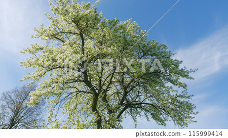 Spring Nature. White Pear Blossoms Against Blue Sky. Spring Blossom Background. Tree Branch Trembling In Wind. Beauty Of Surrounding World. Spring Nature. White Pear Blossoms Against Blue Sky. Spring Blossom Background. Tree Branch Trembling In Wind. Beauty Of Surrounding World. 115999414