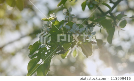 Pear Blossom In Early Spring. Beautiful White Pear Flowers Opens Fast With Moves Yellow Stamens. Beautiful Natural Flower Background. Pear Blossom In Early Spring. Beautiful White Pear Flowers Opens Fast With Moves Yellow Stamens. Beautiful Natural Flower Background. 115999416