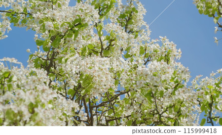 Pear Tree Blooming With White Flowers In Spring. Nice White Pear Spring Flowers Branch On Tree Nature Awakening. Springtime Contest. 115999418