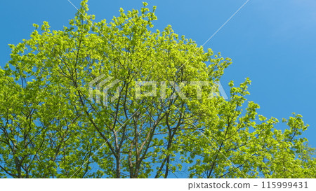 Tops Of Trees In Deciduous Forest On Background Of Blue Sky. Clear Blue Sky Gently Shining Through Fresh Green Treetops In A Forest. Tops Of Trees In Deciduous Forest On Background Of Blue Sky. Clear Blue Sky Gently Shining Through Fresh Green Treetops In A Forest. 115999431
