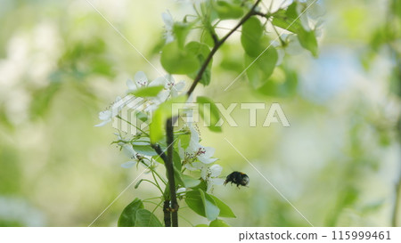 Insects Pollinate Flowers. Bumblebee Pollinates. Collects Nectar On White Pear Flowers. Collects Pollen From Fruit Tree. 115999461