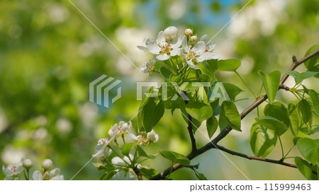 White Pear Blossom Blooming In A Garden. Pear Tree In Spring Season. Beautiful Branch On Spring Day. Blossom Pear White Flower Tree On Nature Background. White Pear Blossom Blooming In A Garden. Pear Tree In Spring Season. Beautiful Branch On Spring Day. Blossom Pear White Flower Tree On Nature Background. 115999463