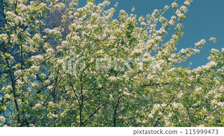 Pear Blossoms Swaying In Wind. Branches Of A Sweet Pear Tree With White Flowers. Pear Tree Blossom. Branch Of Tree With Small White Flowers In Bloom. Pear Blossoms Swaying In Wind. Branches Of A Sweet Pear Tree With White Flowers. Pear Tree Blossom. Branch Of Tree With Small White Flowers In Bloom. 115999473