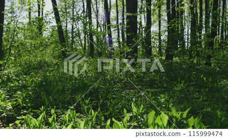 Beautiful Stem Lily Of The Valley Blades. Purity And Freshness. Spring Moments. Beautiful Forest Lily Of Valley As An Element Of Wildlife. Convallaria Majalis. Beautiful Stem Lily Of The Valley Blades. Purity And Freshness. Spring Moments. Beautiful Forest Lily Of Valley As An Element Of Wildlife. Convallaria Majalis. 115999474