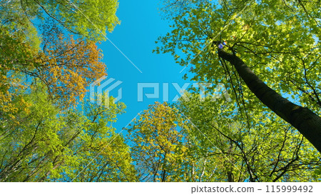 Tree With Green Bright Leaves With Blue Sky At Background. Soft Focus To Fresh Green Leaves Against Blue Sky In Spring Sunny Day. Tree With Green Bright Leaves With Blue Sky At Background. Soft Focus To Fresh Green Leaves Against Blue Sky In Spring Sunny Day. 115999492