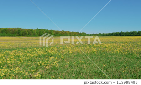 Gorgeous Big Field Planted With Numerous Yellow Flowers. Blooming Field On A Sunny Day. Yellow Flower Blossom Agriculture Field. 115999493