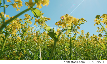 Gorgeous Big Field Planted With Numerous Yellow Flowers. Blooming Field On A Sunny Day. Yellow Flower Blossom Agriculture Field. Gorgeous Big Field Planted With Numerous Yellow Flowers. Blooming Field On A Sunny Day. Yellow Flower Blossom Agriculture Field. 115999511