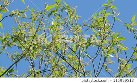 Tree Branches In Spring Season. Young Green Leaves On Tree In Spring. Spring Has Come. Tree Branches In Spring Season. Young Green Leaves On Tree In Spring. Spring Has Come. 115999518