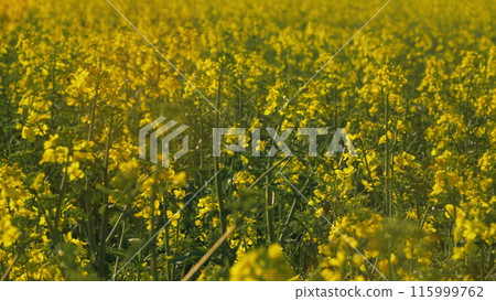 Rapeseed Flowering. Yellow Field Of Flowering Rapeseed. Production Of Rapeseed Oil. Blooming Yellow Rapeseed Field With Tall Stalks And Flowers Against A Bright Blue Sky. 115999762