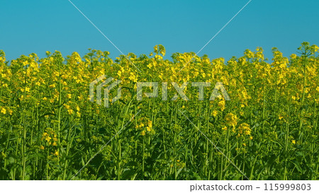 Agricultural Field With Flowering Crops. Rich Harvest Of Blooming Yellow Rapeseed With Blue Sky And Clouds. Yellow Rapeseed Field On A Cloudy Day. Agricultural Field With Flowering Crops. Rich Harvest Of Blooming Yellow Rapeseed With Blue Sky And Clouds. Yellow Rapeseed Field On A Cloudy Day. 115999803