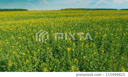 Beautiful Blooming Rapeseed Field Blue Sky In Springtime. Canola Rapeseed Field. Stunning Yellow Rape Fields In Spring. Agriculture Landscape. Beautiful Blooming Rapeseed Field Blue Sky In Springtime. Canola Rapeseed Field. Stunning Yellow Rape Fields In Spring. Agriculture Landscape. 115999823