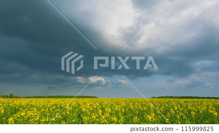 Rapeseed Field With Yellow Flowers. Rapeseed Is Used To Produce Colza Oil. Flowering Blooming Oilseed Field. Blooming Canola Flowers. Rapeseed Field With Yellow Flowers. Rapeseed Is Used To Produce Colza Oil. Flowering Blooming Oilseed Field. Blooming Canola Flowers. 115999825