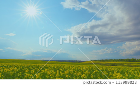 Field Of Beautiful Springtime Golden Flower Of Rapeseed Is Plant For Green Industry. Yellow Flowers Of Rape. Rapeseed Season. Agricultural Landscape. Field Of Beautiful Springtime Golden Flower Of Rapeseed Is Plant For Green Industry. Yellow Flowers Of Rape. Rapeseed Season. Agricultural Landscape. 115999828