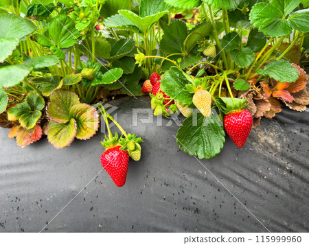 Strawberry picking in strawberry field on fruit farm.  115999960