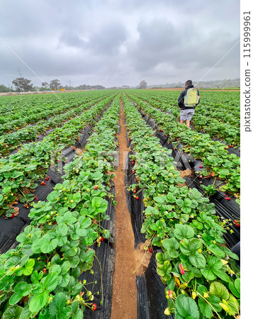 Strawberry picking in strawberry field on fruit farm.  115999961