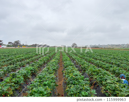 Strawberry picking in strawberry field on fruit farm. Strawberry picking in strawberry field on fruit farm. 115999963