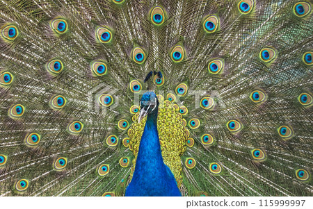 Wild animal world. Peacock with open colorful tail. 115999997