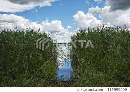 Summer nature. Passage in the reeds to the water Summer nature. Passage in the reeds to the water 115999999