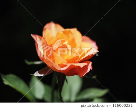 Floating orange rose 116000221