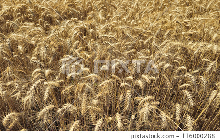 Golden Cereal field with ears of rye, Agriculture farm and farming concept Golden Cereal field with ears of rye, Agriculture farm and farming concept 116000288