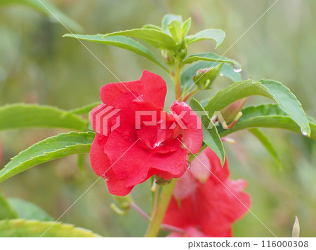 Red Balsam flower after the rain (Balcon flower in a flowerbed with raindrops) Red Balsam flower after the rain (Balcon flower in a flowerbed with raindrops) 116000308
