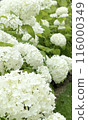 白色繡球花 116000349
