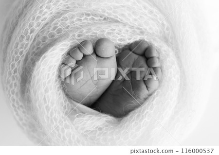 The tiny foot of a newborn baby. Soft feet of a new born in a wool blanket. Close up of toes, heels and feet of a newborn. Black and white Macro photography. 116000537