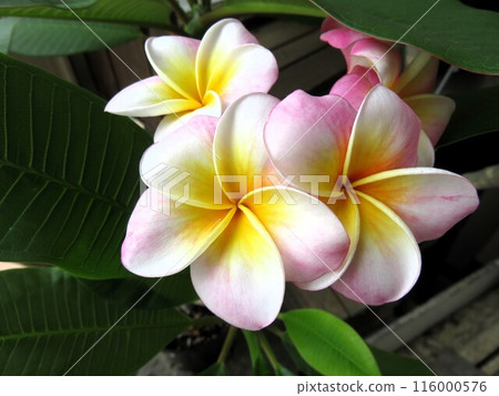 Plumeria Plumeria 116000576