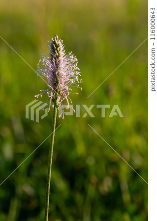 Plantago media, Hoary plantain, Plantaginaceae. Wild plant shot in spring 116000643