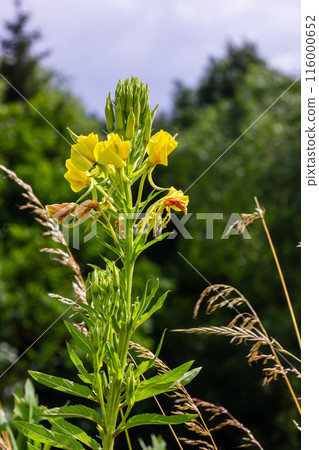 Yellow evening primrose Oenothera biennis, medicine plant for cosmetics, skin care and eczema 116000652