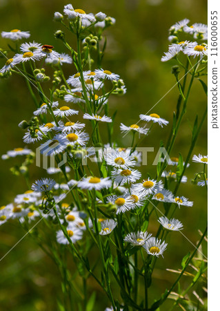 Erigeron annuus known as annual fleabane, daisy fleabane, or eastern daisy fleabane 116000655